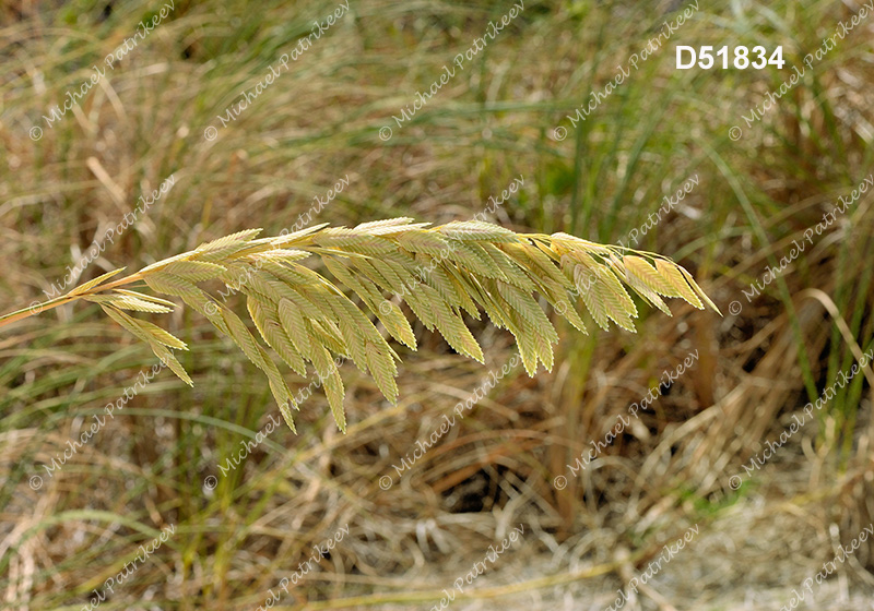 Sea Oats (Uniola paniculata)